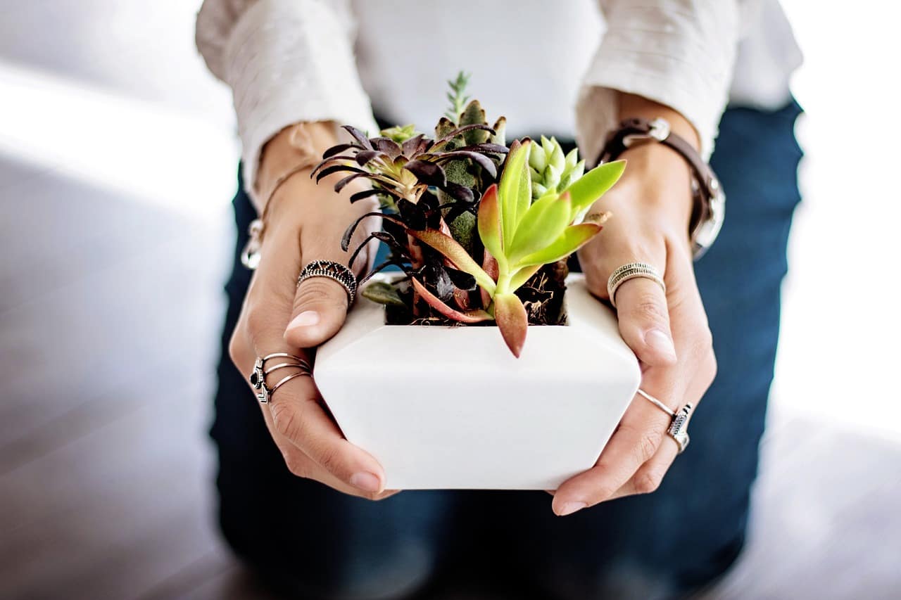 succulents, hands, pot, potted plants, indoor plants, offer, give, woman, female, holding, girl, natural, planting, growing, succulents, indoor plants, indoor plants, indoor plants, indoor plants, indoor plants, offer, give, give, give, planting, planting, planting